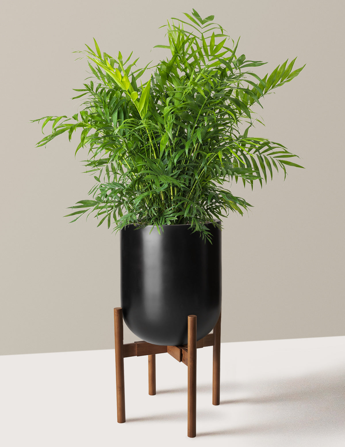 Parlor Palm