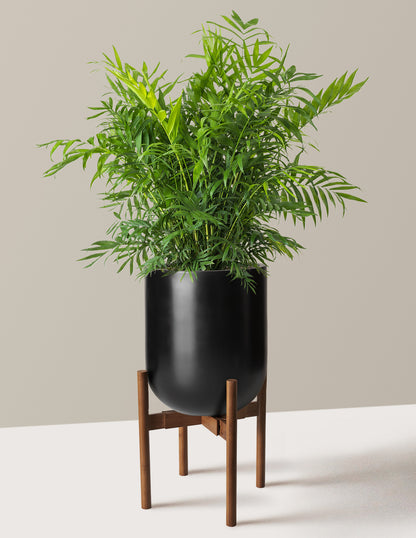 Parlor Palm