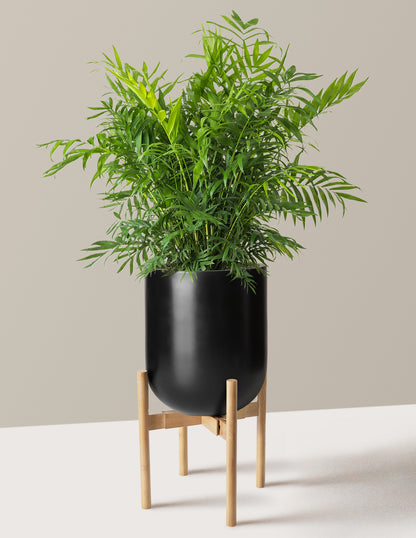 Parlor Palm