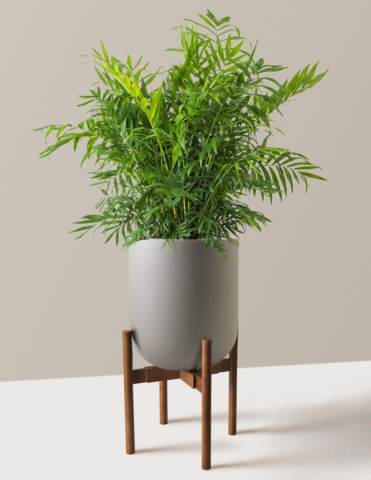 Parlor Palm