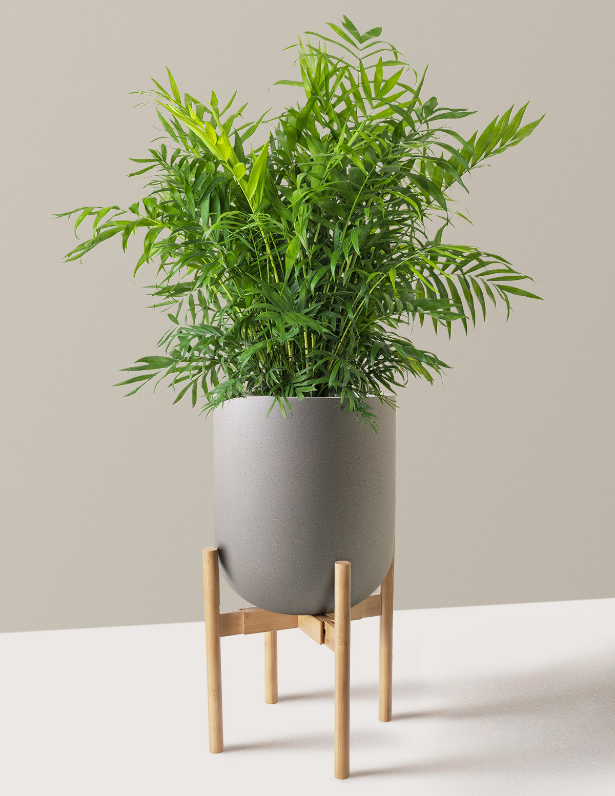 Parlor Palm