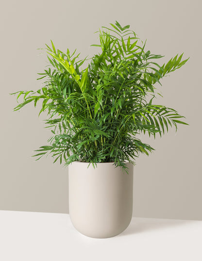 Parlor Palm