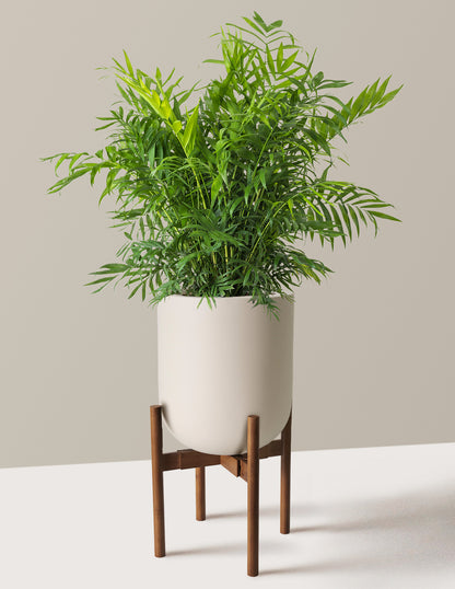 Parlor Palm