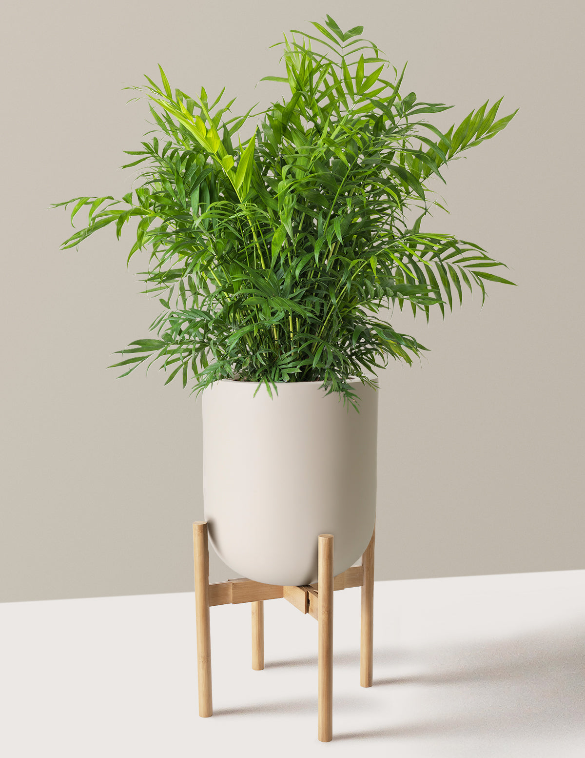 Parlor Palm