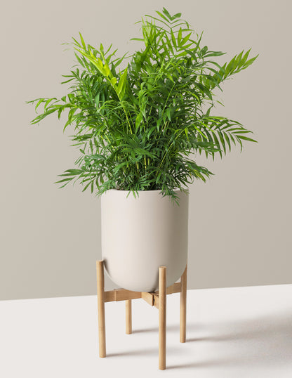 Parlor Palm