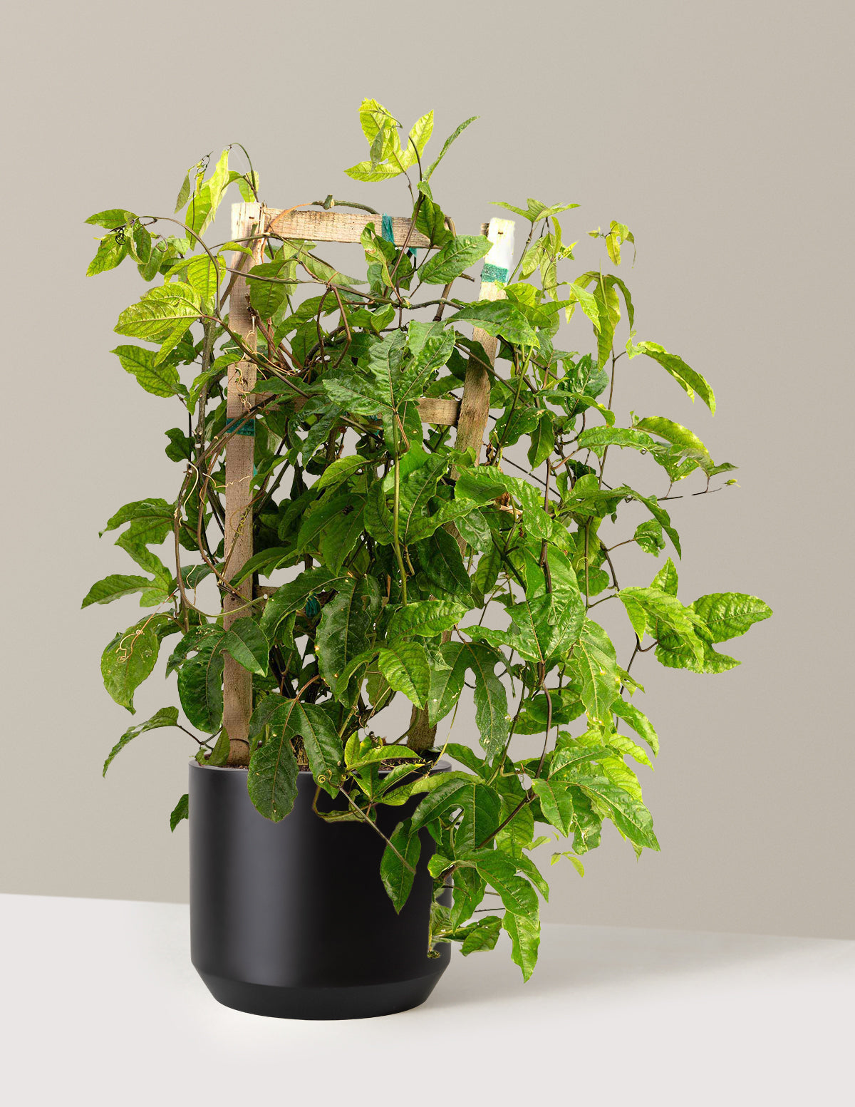 passion fruit plant in pot Passion Fruit