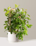 bundle | 3 Gallon | Mexia | Cream