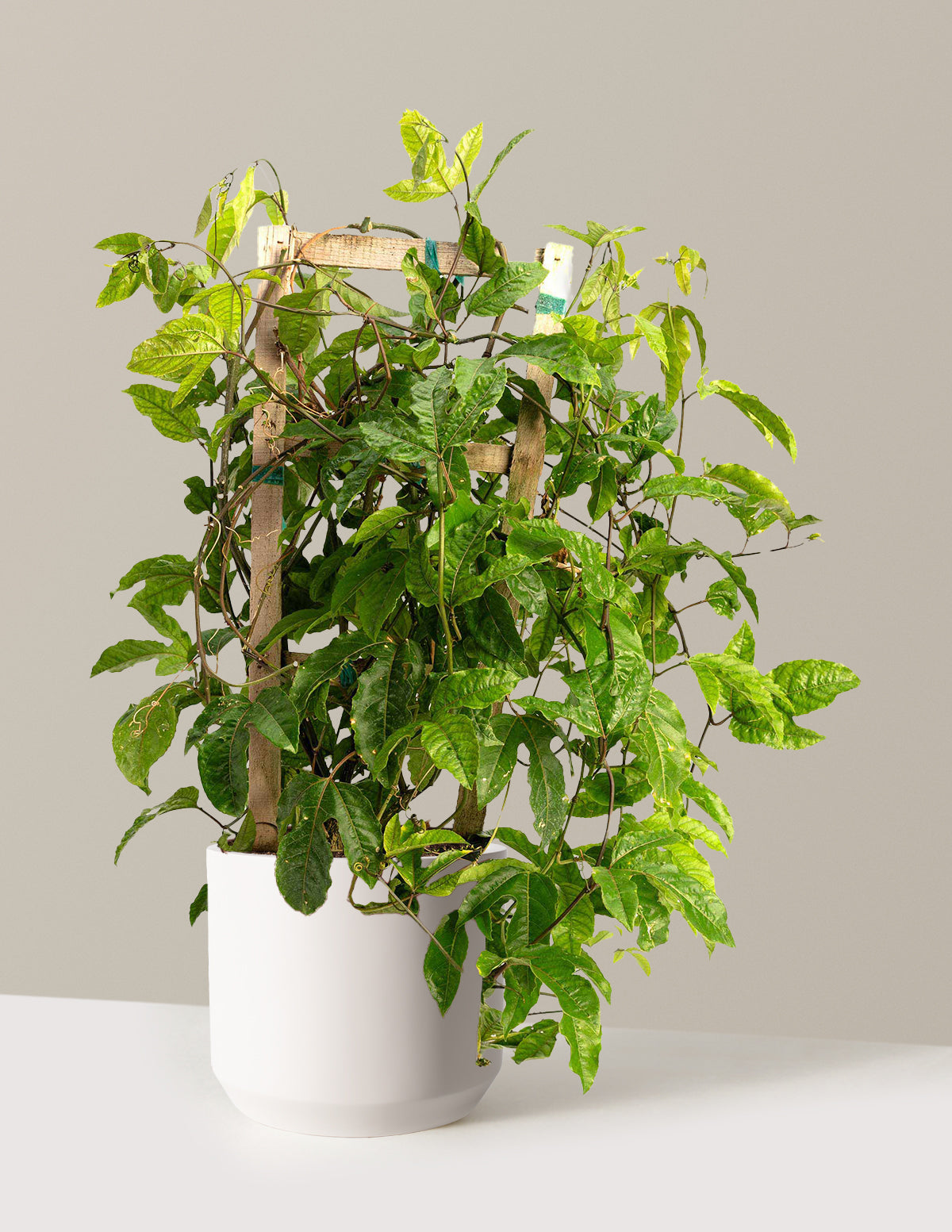 bundle | 3 Gallon | Mexia | Cream