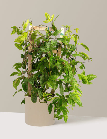 Passion Fruit Vine