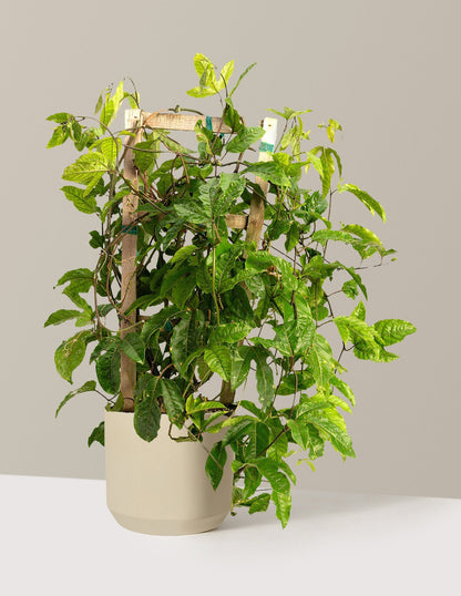 Passion Fruit Vine