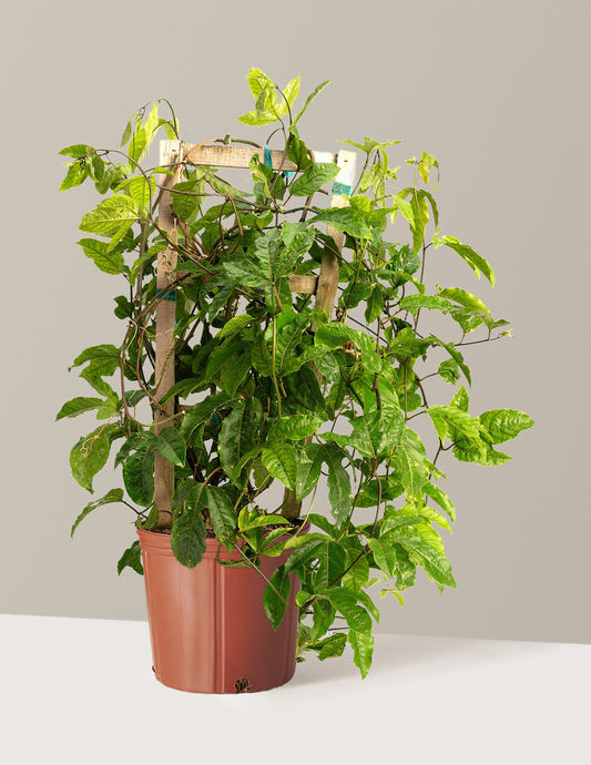 Passion Fruit