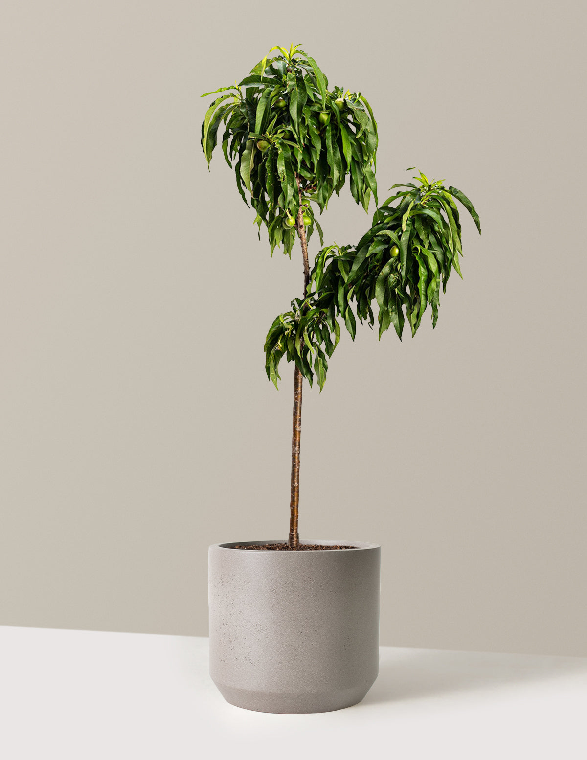 bundle | 2-3 ft. | Mexia | Cement Grey