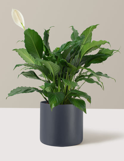 Peace Lily