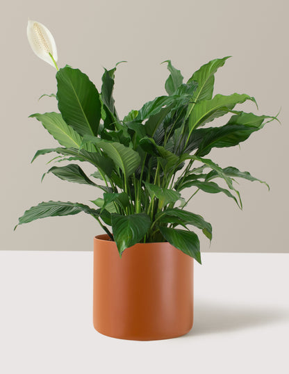Peace Lily