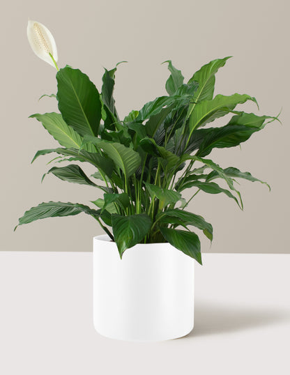 Peace Lily