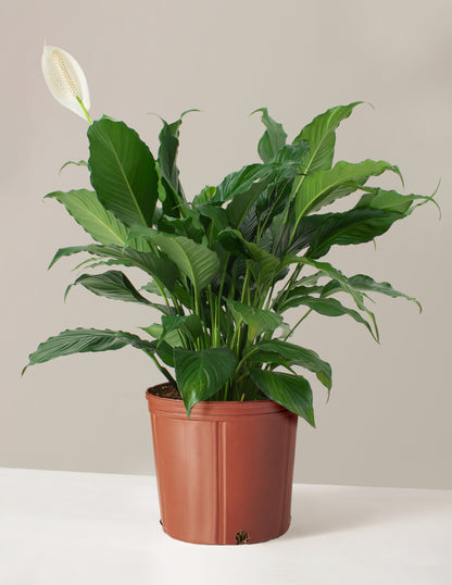 Peace Lily