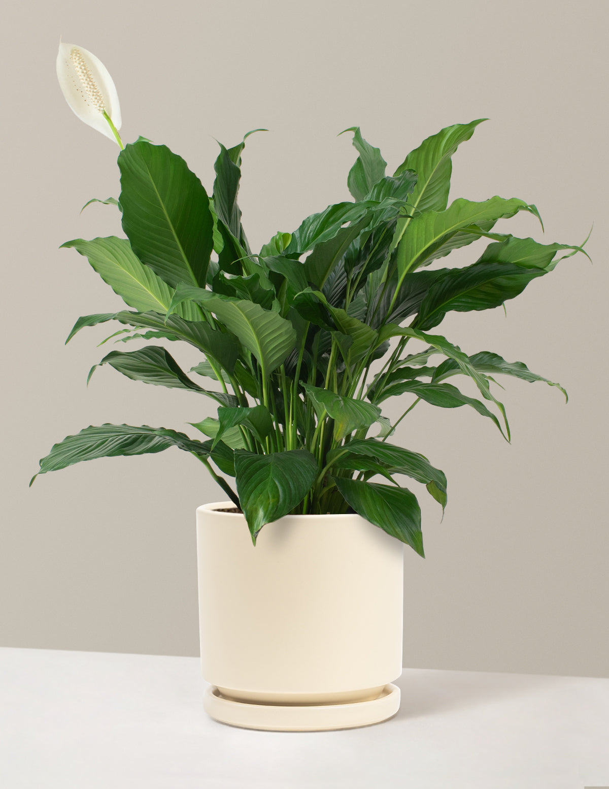 Peace Lily