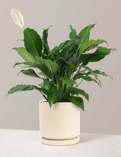 Peace Lily