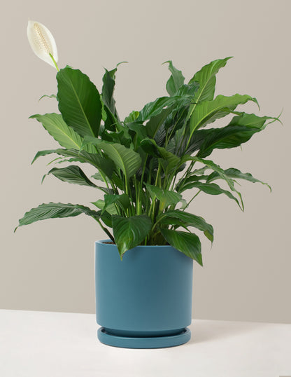 Peace Lily
