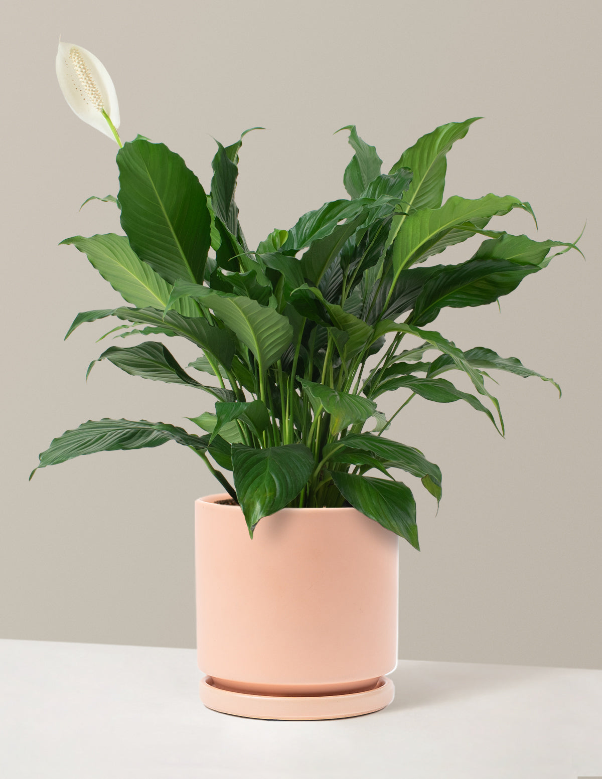 Peace Lily