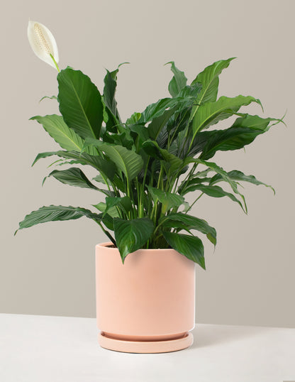 Peace Lily