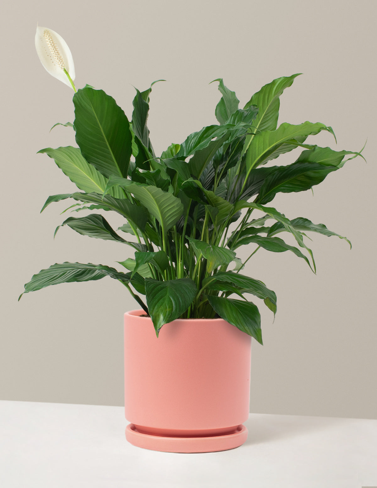 Peace Lily