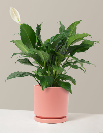 Peace Lily