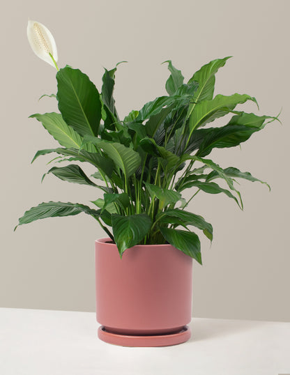 Peace Lily