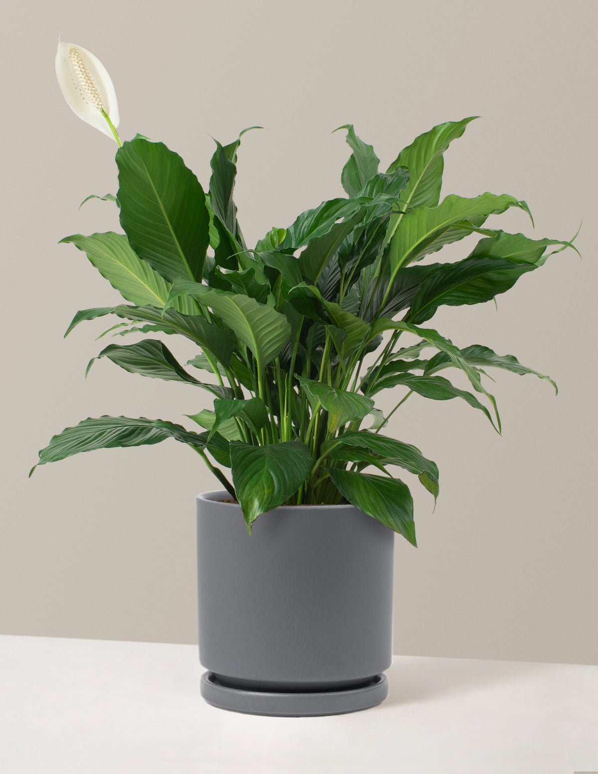 Peace Lily