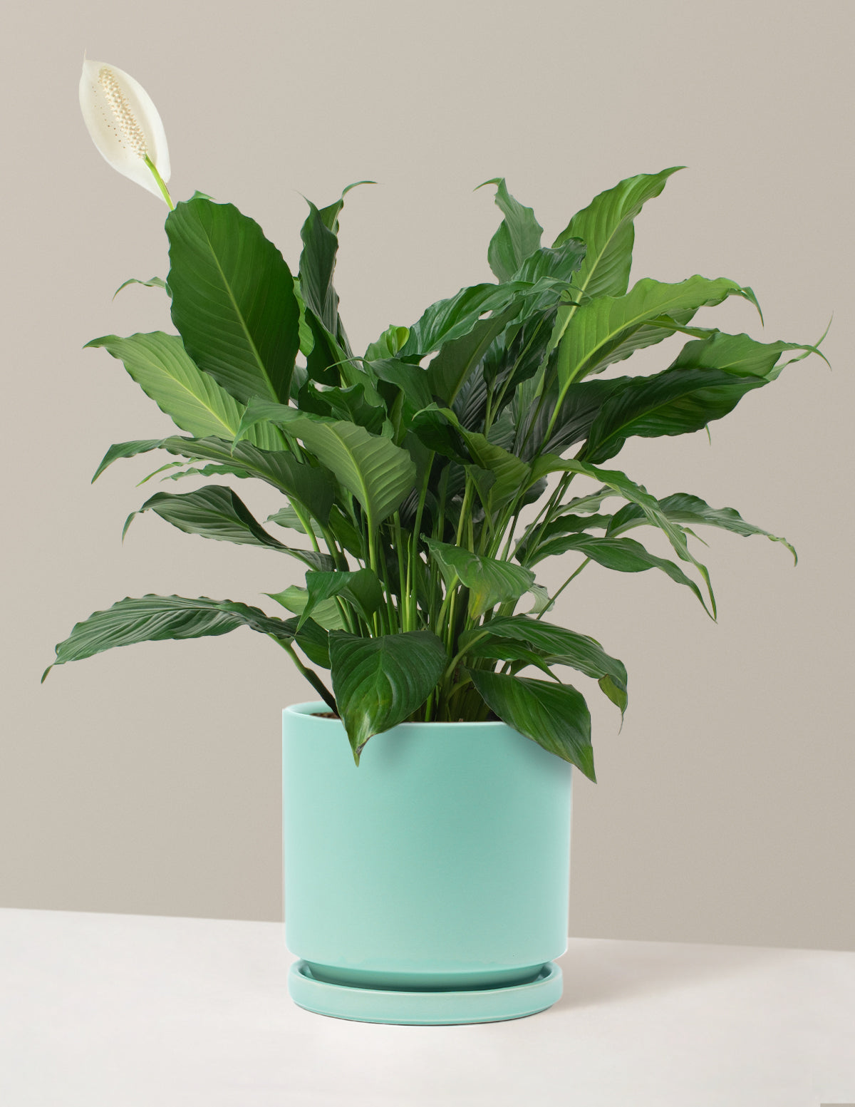 Peace Lily