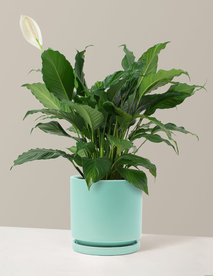 Peace Lily