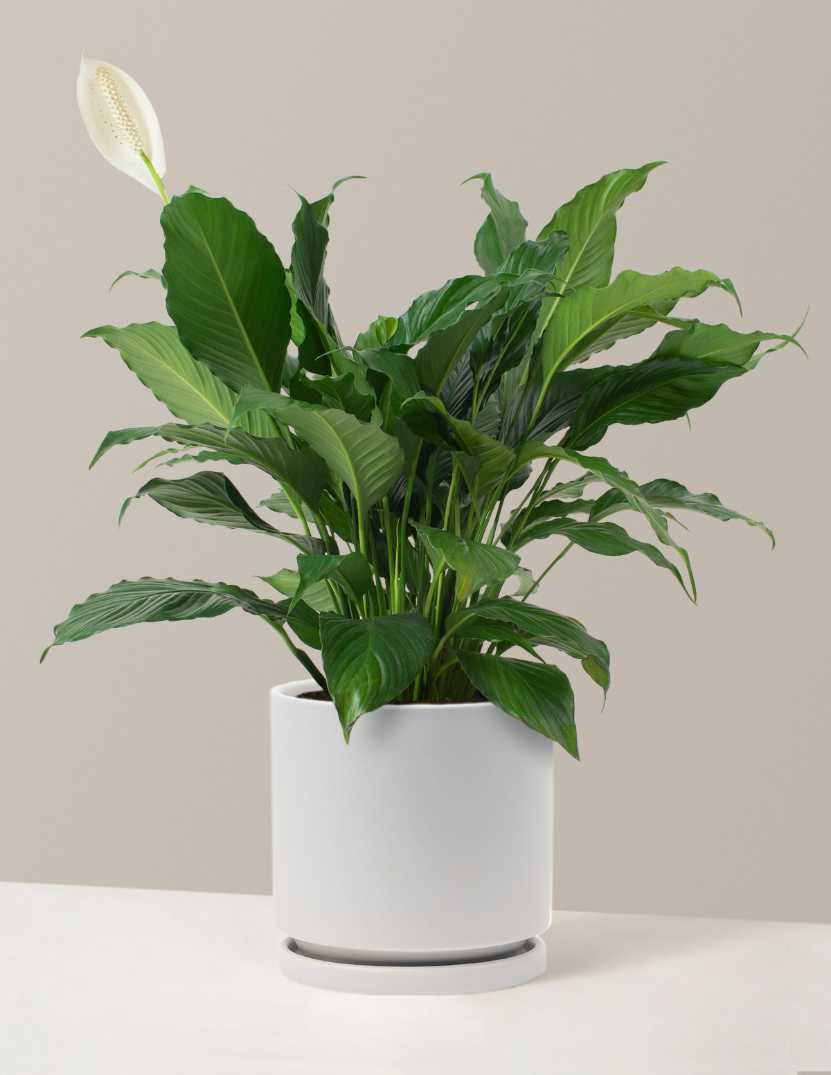 Peace Lily
