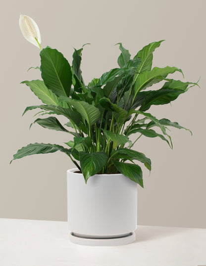 Peace Lily