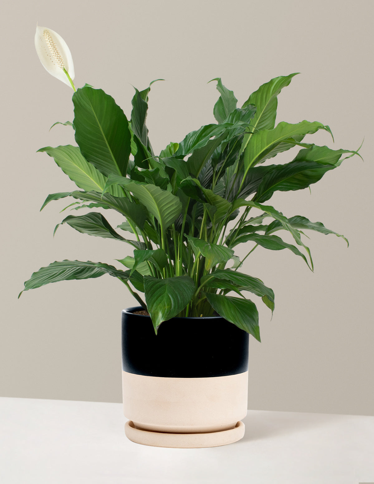 Peace Lily