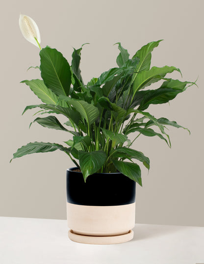 Peace Lily