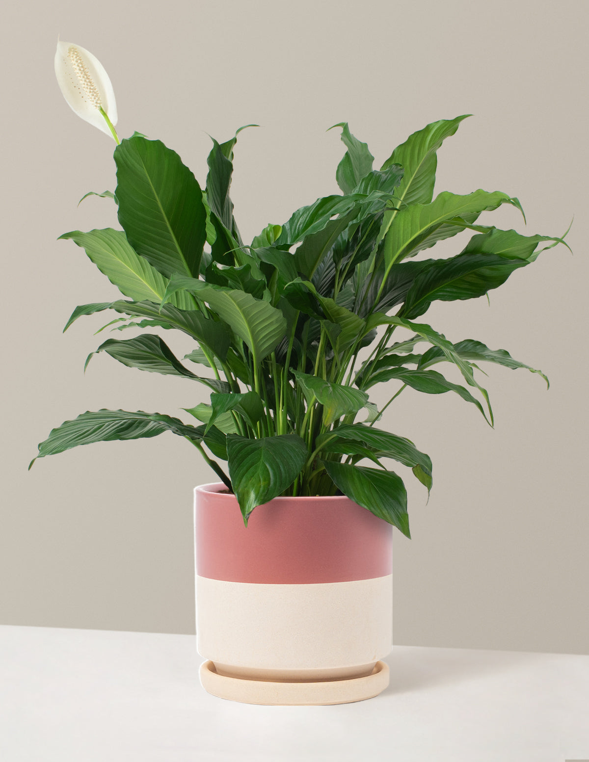 Peace Lily