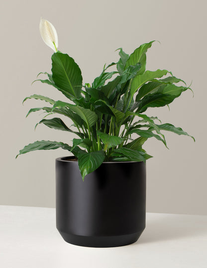 Peace Lily