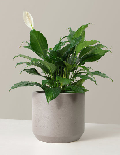 Peace Lily