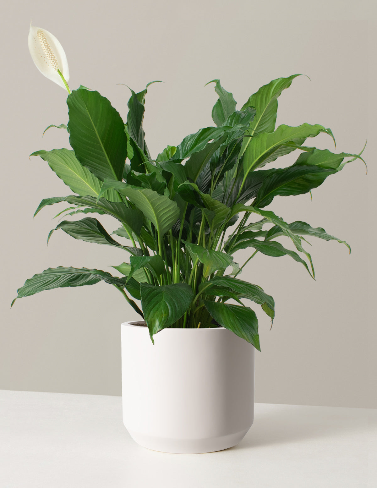 Peace Lily