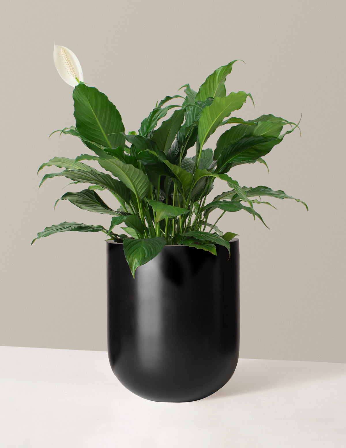 Peace Lily