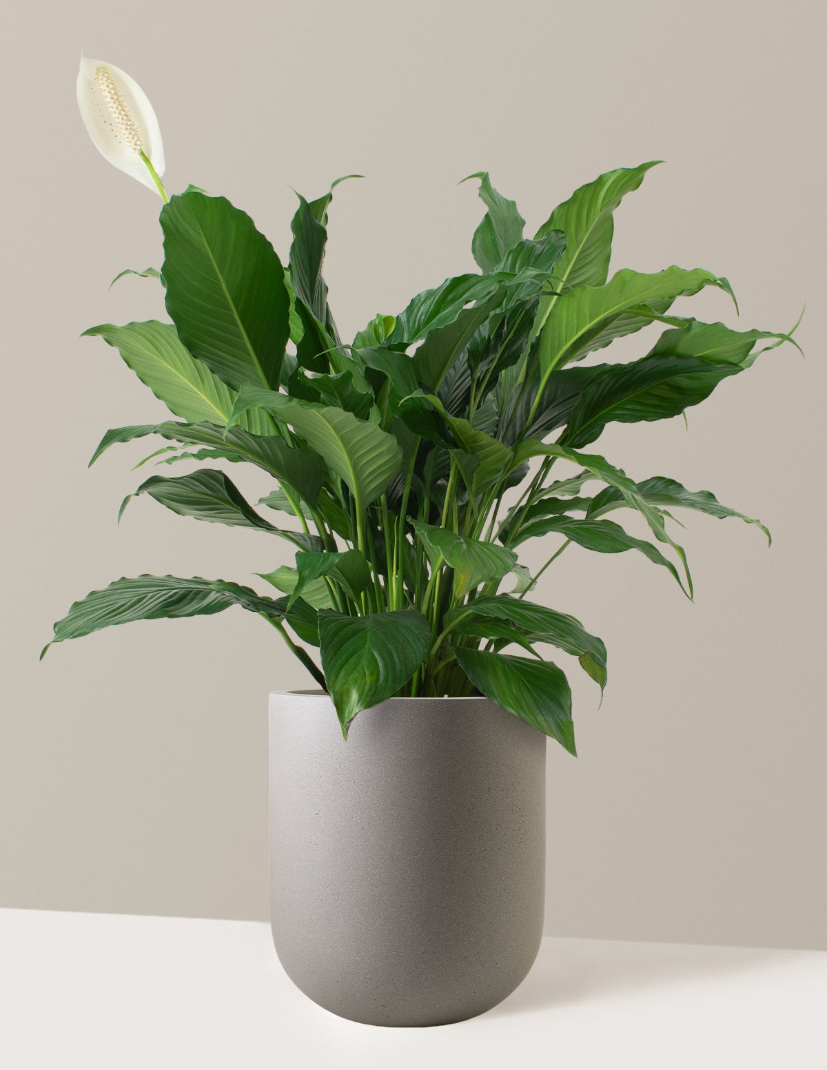 Peace Lily