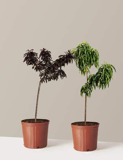 bundle | 2-3 ft. | Grow Pot