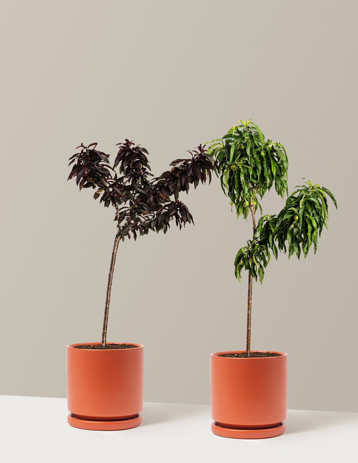 Patio Peach Bundle