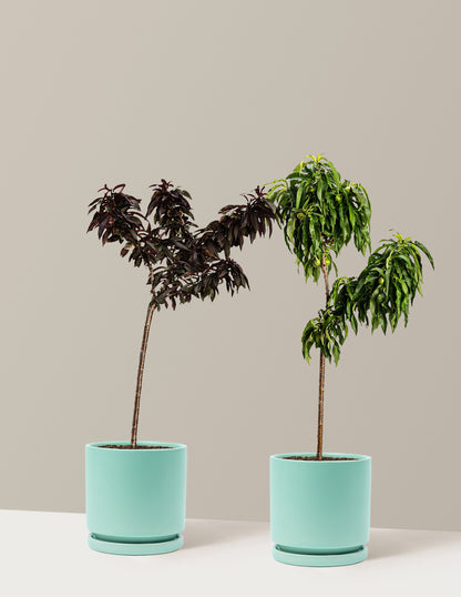 bundle | 2-3 ft. | Isabella | Sea Glass