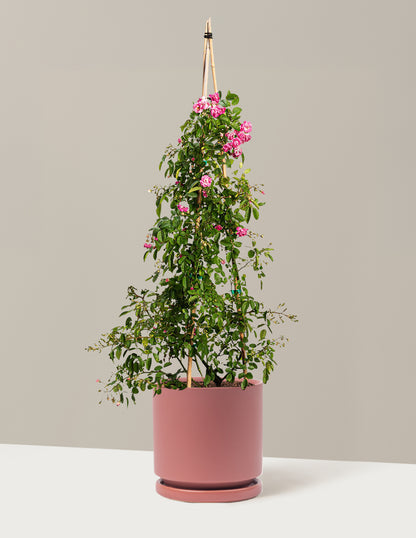 Peggy Martin Climbing Rose