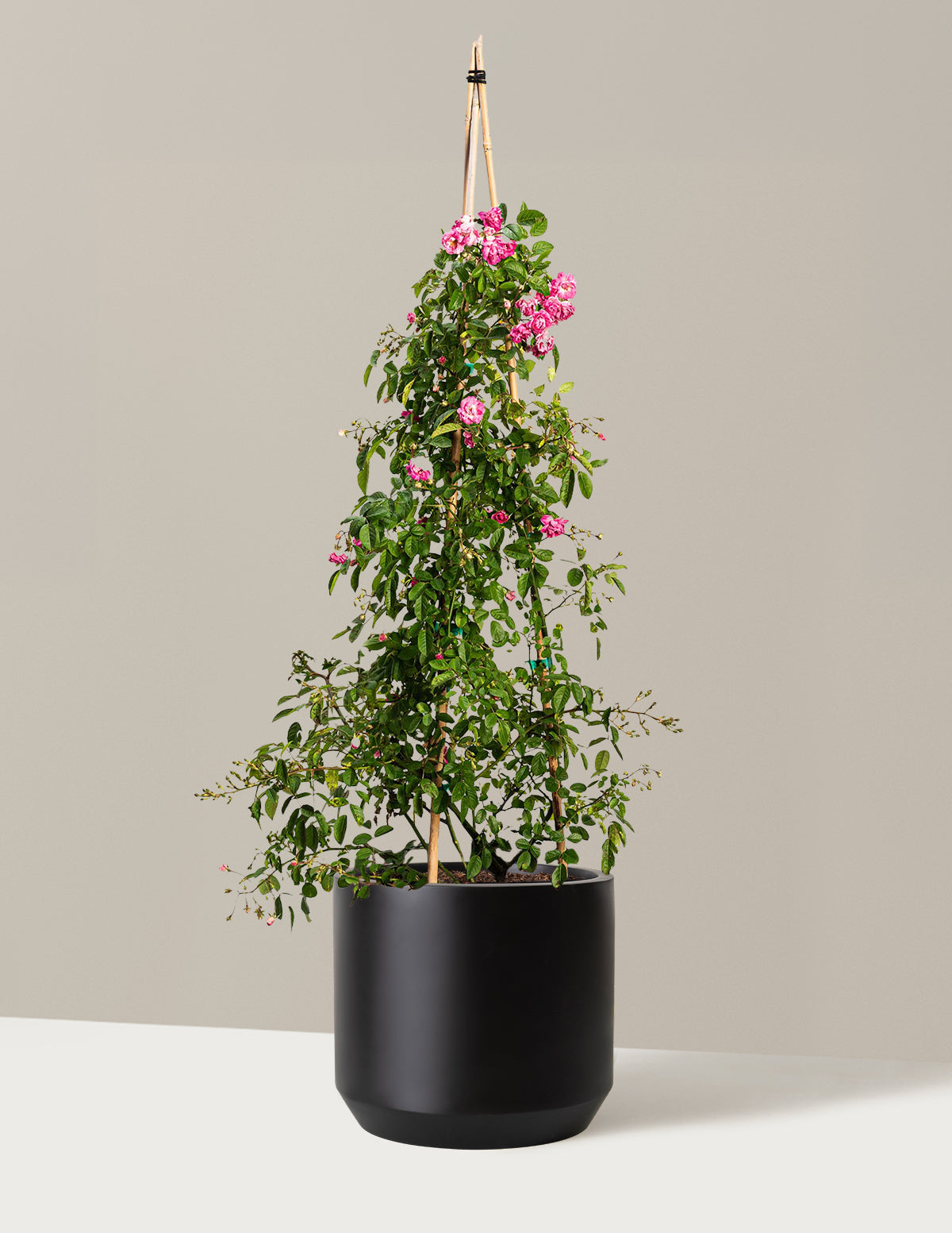 bundle | 5 Gallon | Mexia | Black