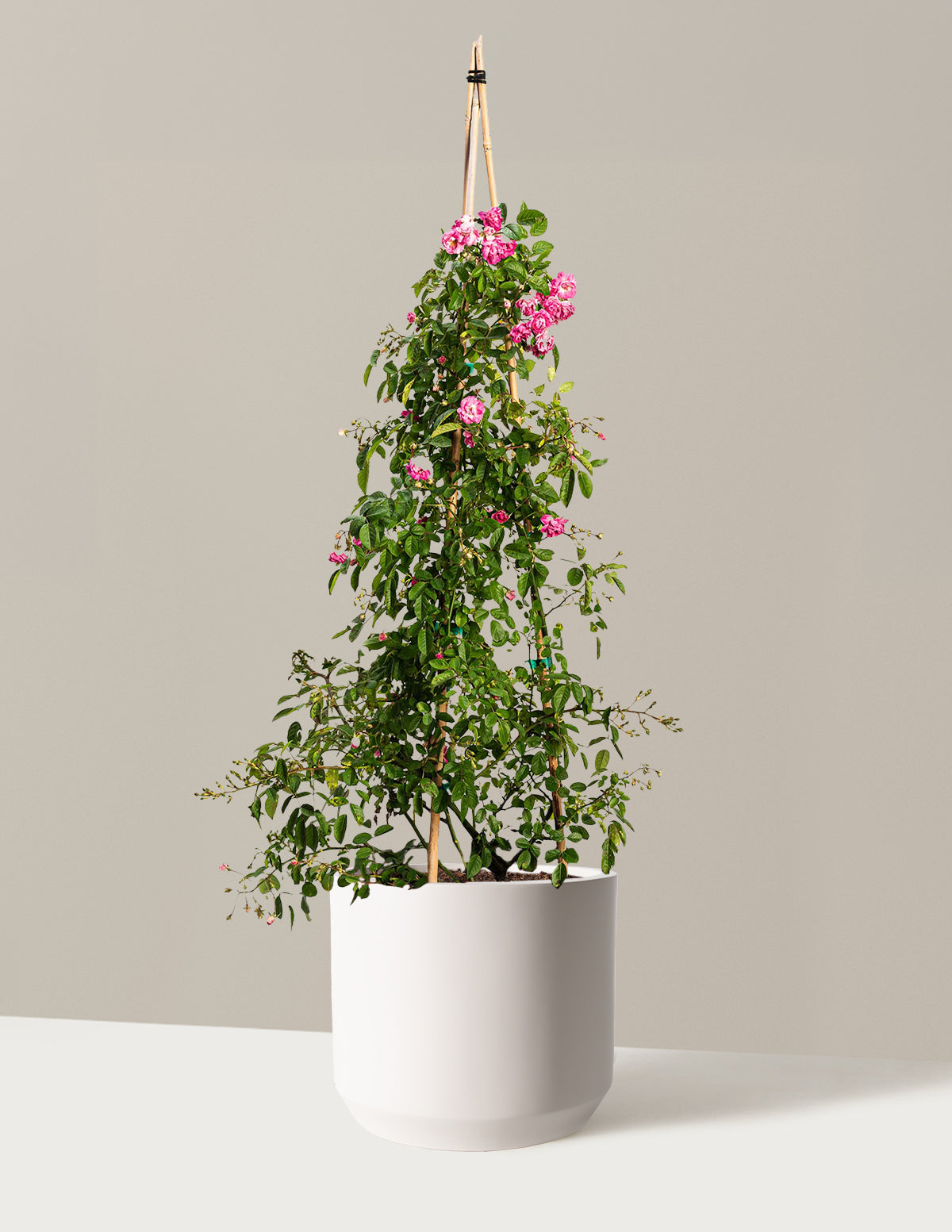 bundle | 5 Gallon | Mexia | Cream