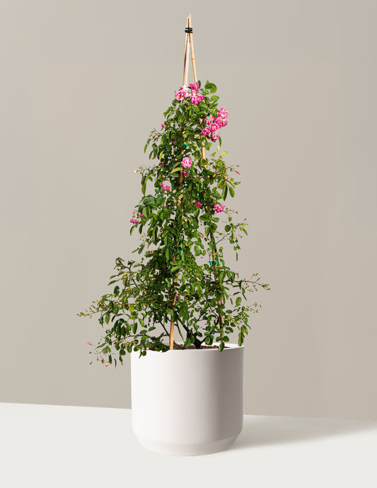 Peggy Martin Climbing Rose