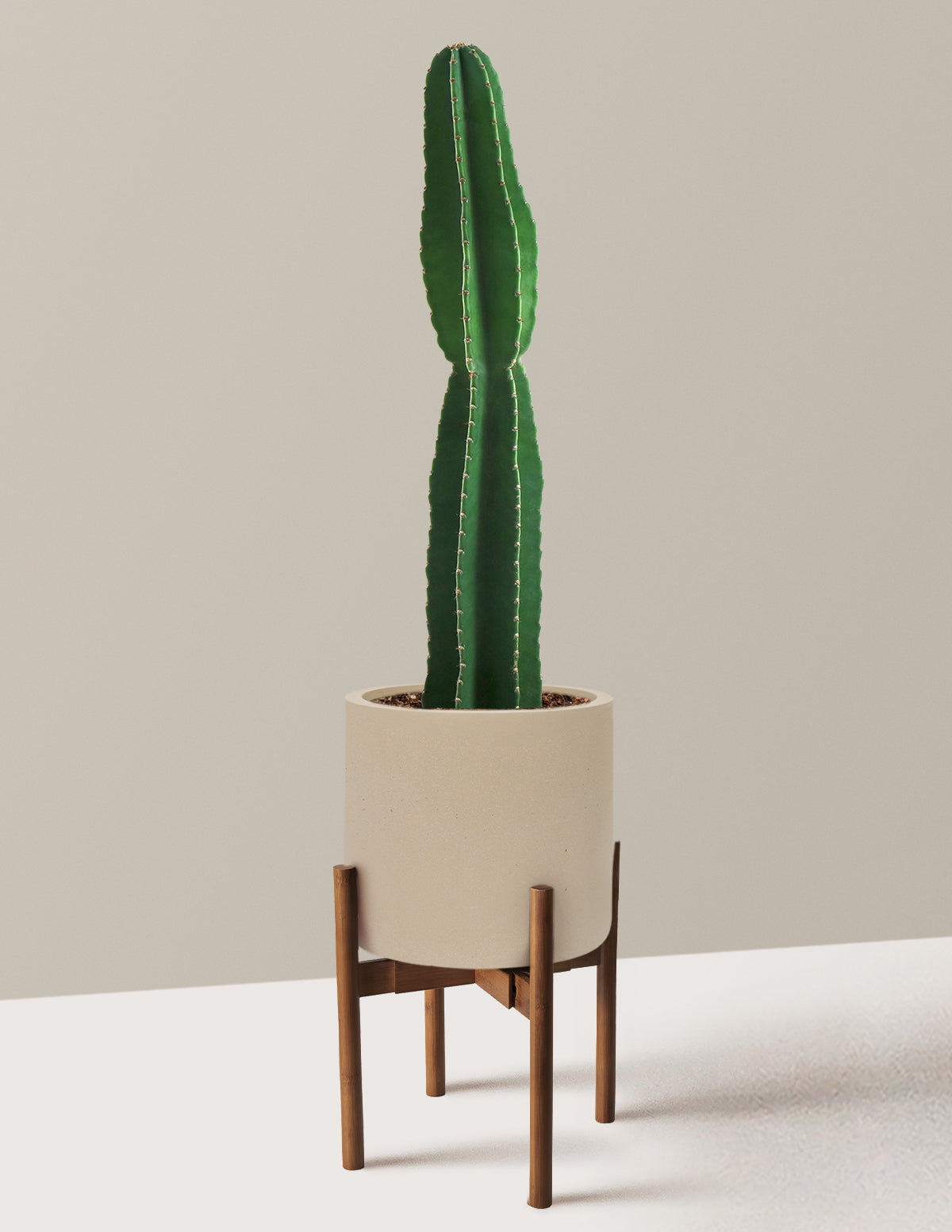 Large Peruvian Apple Cactus
