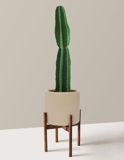 Large Peruvian Apple Cactus